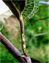 Roots