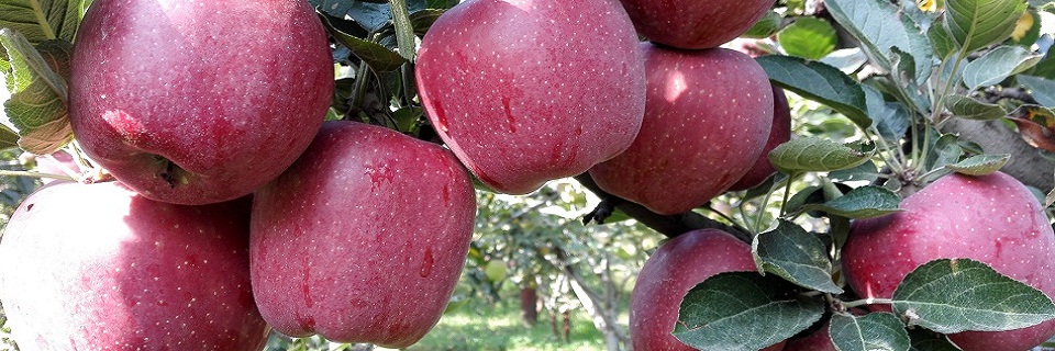 High quality apple production at Kulgam.