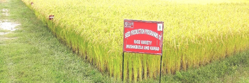 Paddy seed production programme at KVK