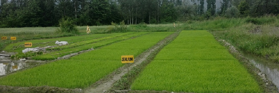 Modified nursery for paddy